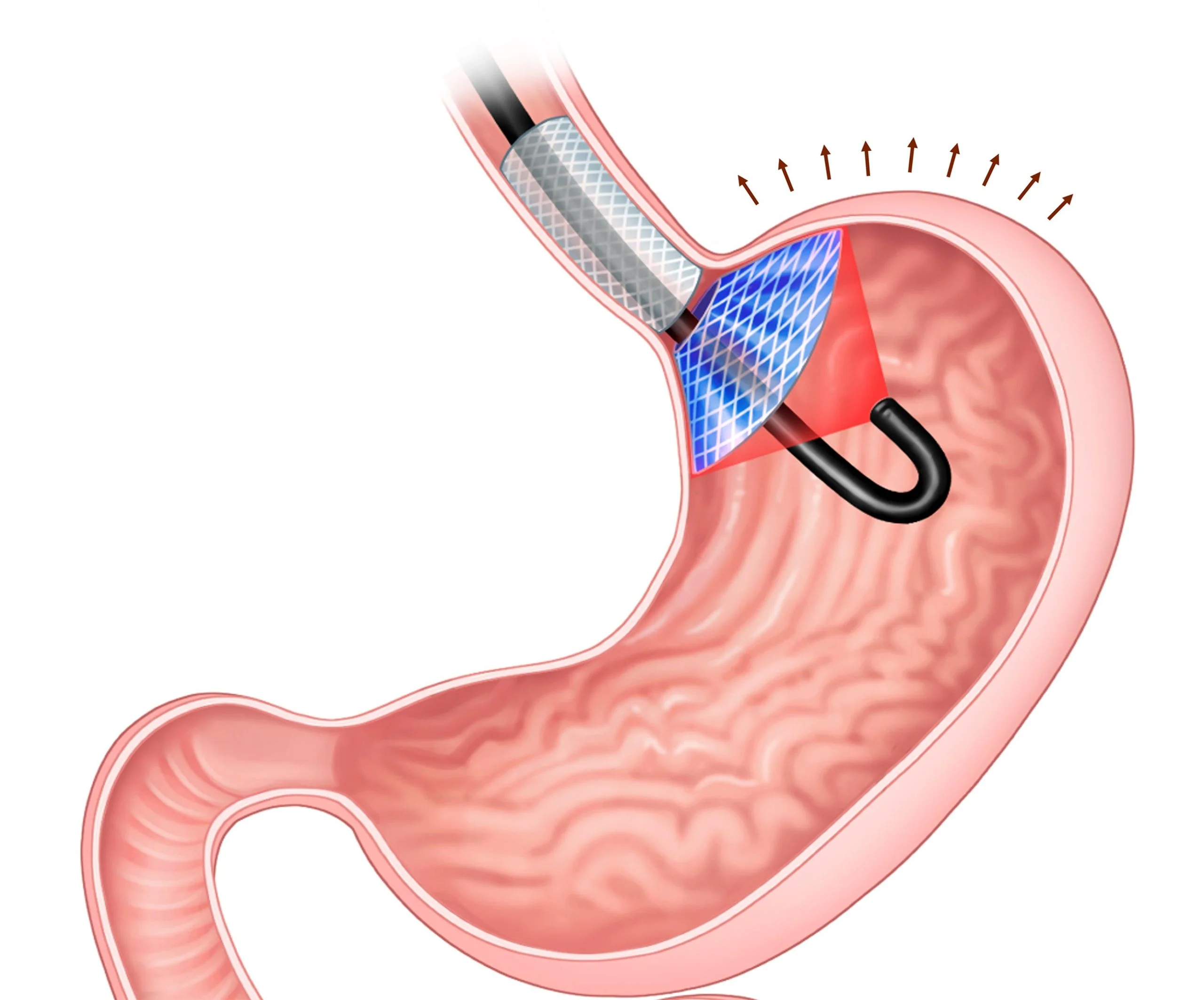 Ghrelin hormonu ve Metabolizma