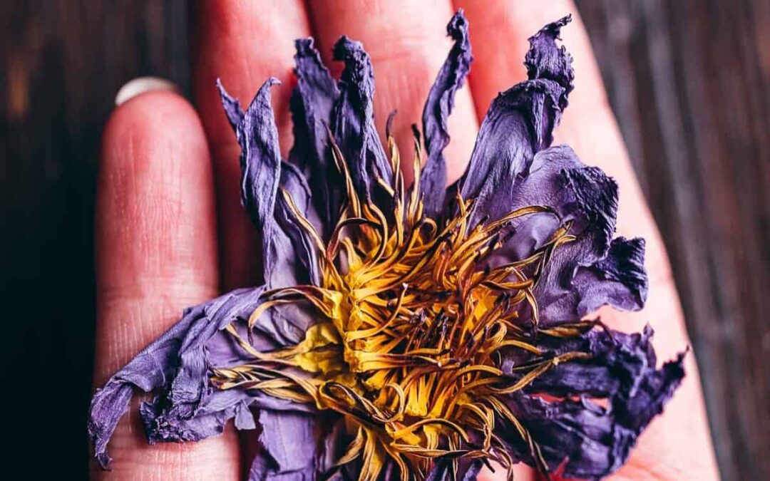 Mavi Lotus Çiçeği  Faydaları Neler? Blue Lotus Çayı