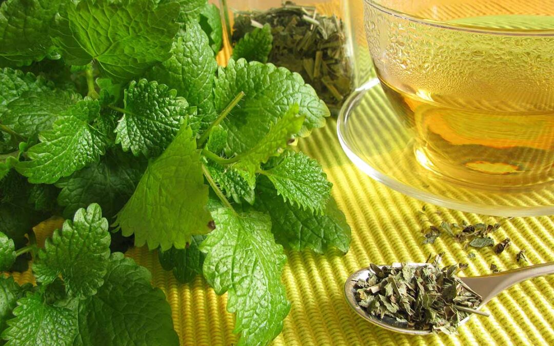 Melisa Çayı Nasıl Yapılır? Faydaları