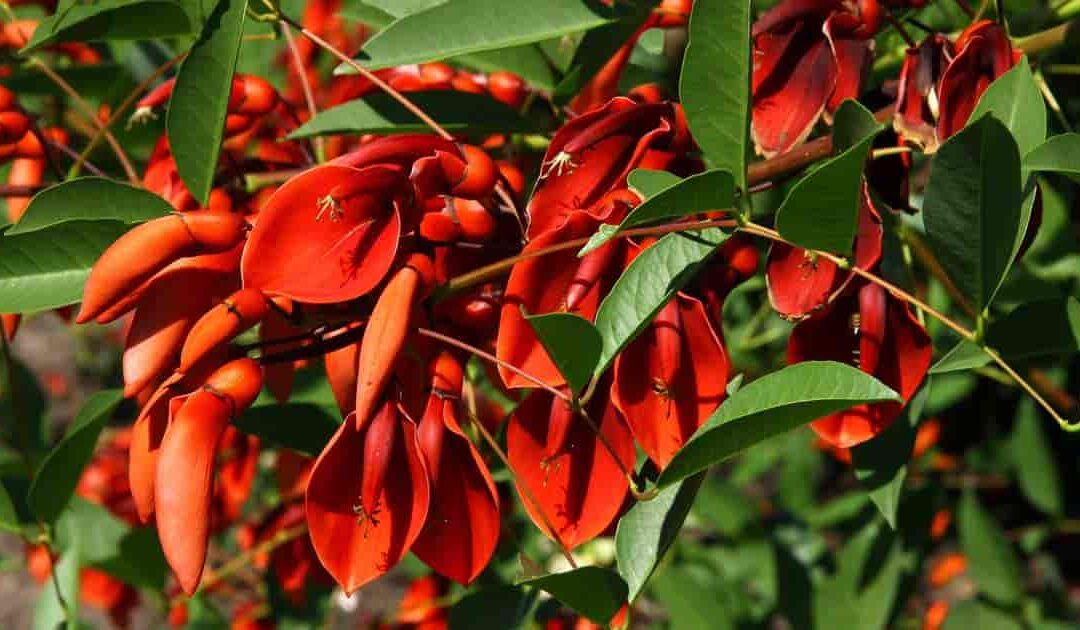 mercan ağacı nasıl çoğaltılır Erythrina crista-galli