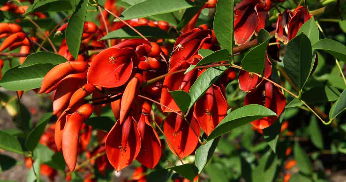 mercan ağacı nasıl çoğaltılır Erythrina crista-galli