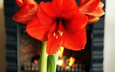 Amaryllis (Hippeastrum): Bakımı, Özellikleri ve Çoğaltılması