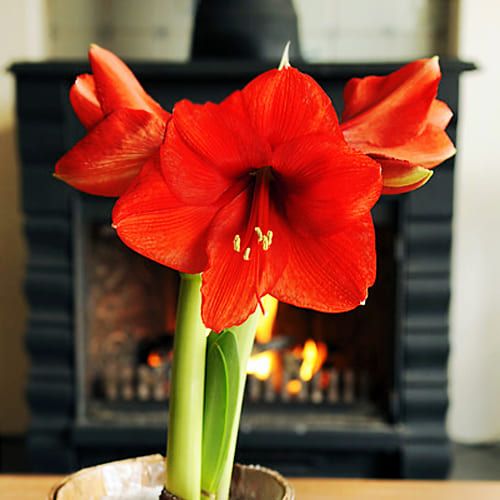 Amaryllis Bakımı, çoğaltılması