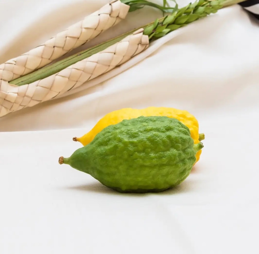 Citron (Citrus Medica) Nedir