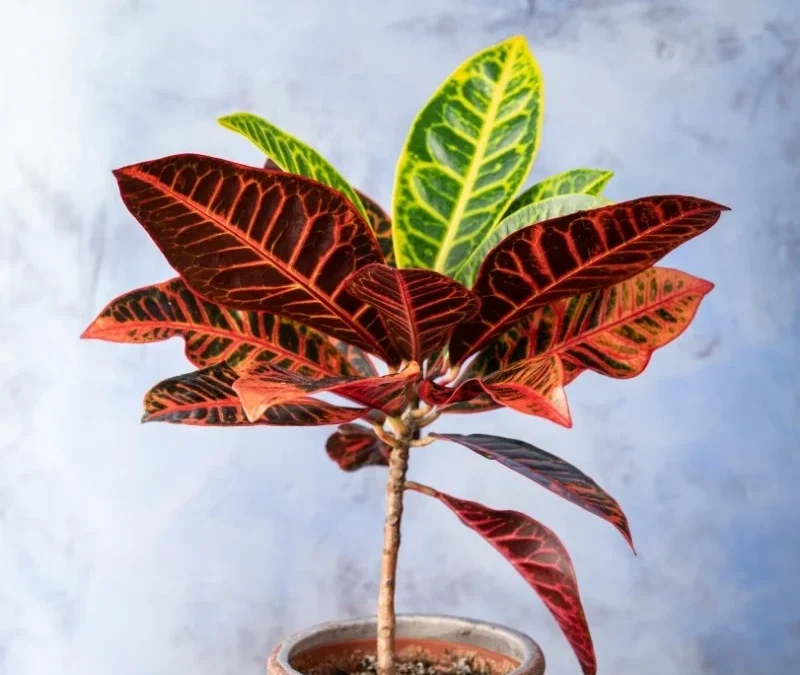 Kroton Çiçeği Yapraktan Çoğaltma Rehberi (Codiaeum Variegatum)