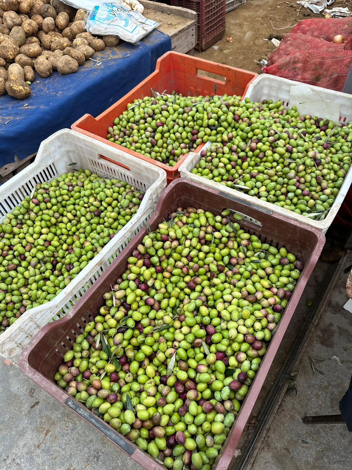 Zeytin Hasadı Sona Eriyor