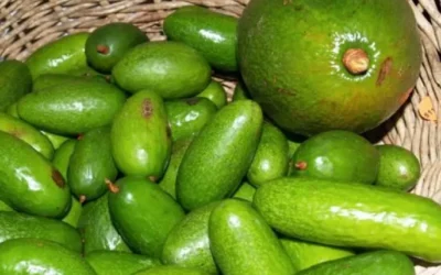 Bebek Avokado Farkı Nedir?
