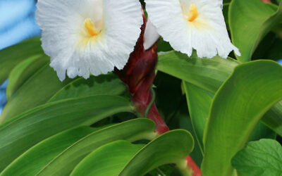 Costus Bitkisi Nedir? Costus Kökü Faydaları (Costus Speciosus)