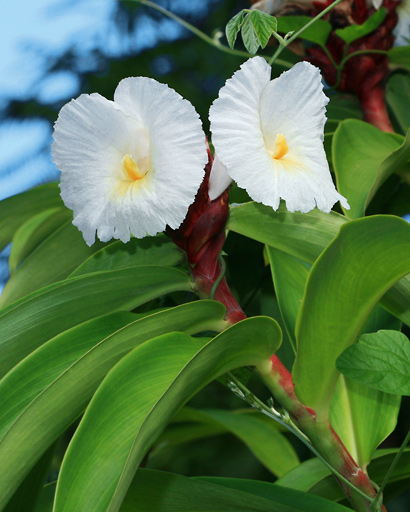 costus speciosus kostus kökü