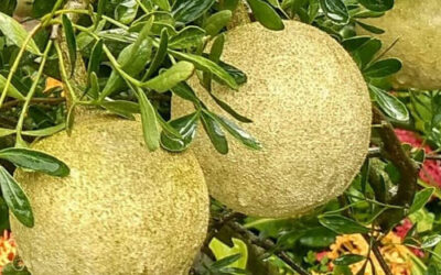 Fil Elması Faydaları Neler? Limonia Acidissima