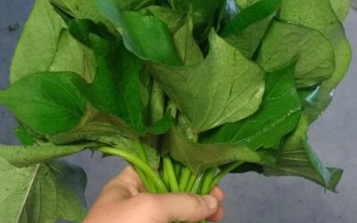 Patates Yaprağı Yenir mi?