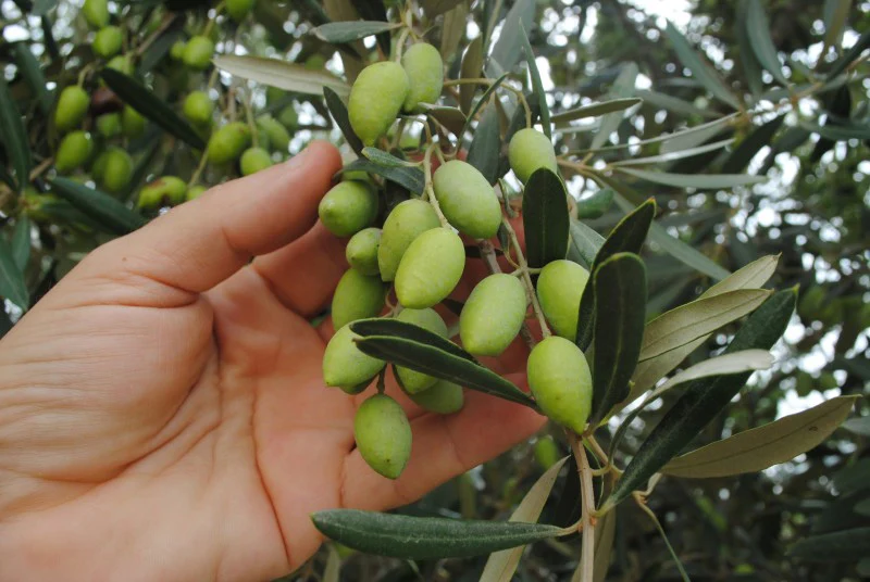 Yeşil Kırma Zeytin Nasıl Yapılır?