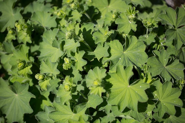 Alchemilla Vulgaris Faydaları