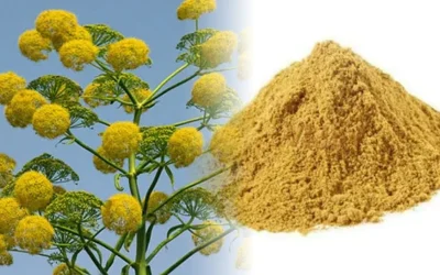 Çakşır Kökü Tozu Bal Karışımı Nasıl Yapılır?