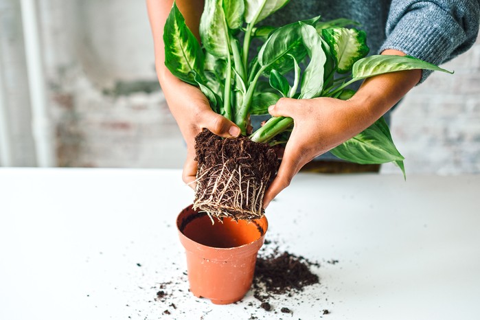 Dieffenbachia bakımı