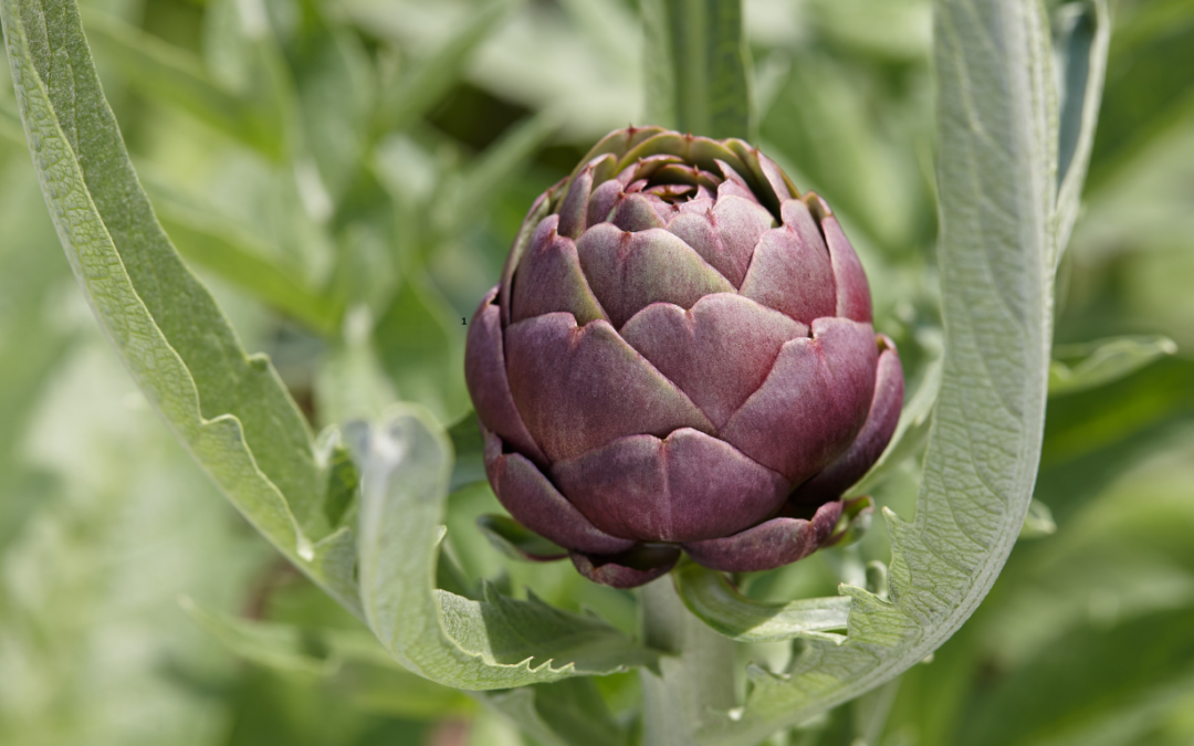 Enginar Ne Zaman Çıkar?