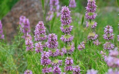 Limon Nanesi (Lemon Beebalm) Nedir? Faydaları Neler?