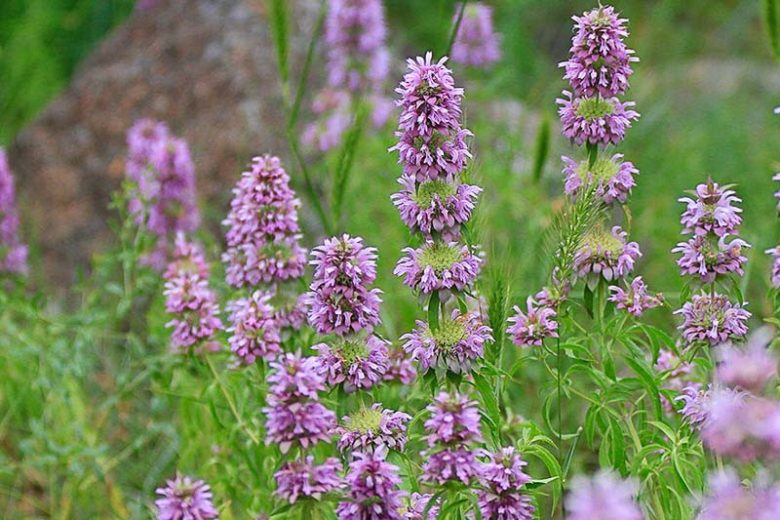 Limon Nanesi (Lemon Beebalm)