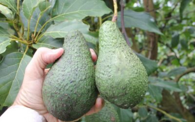 Pinkerton Avokado Ağacı Özellikleri