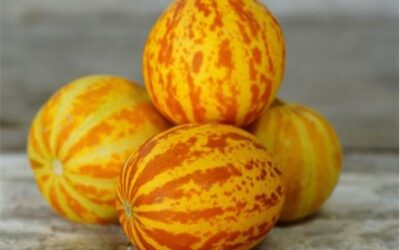 Şamama Kavunu Nedir? Kırlangıç Kavunu