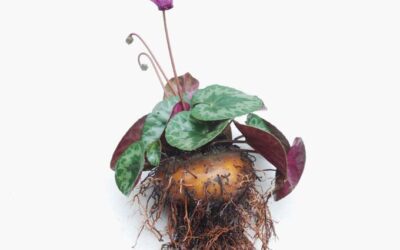 Sıklamen Çiçeği Kökü Faydaları Neler? Tavşan Kulağı