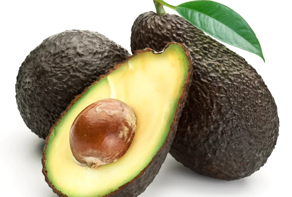 Stewart avokado hasat zamanı