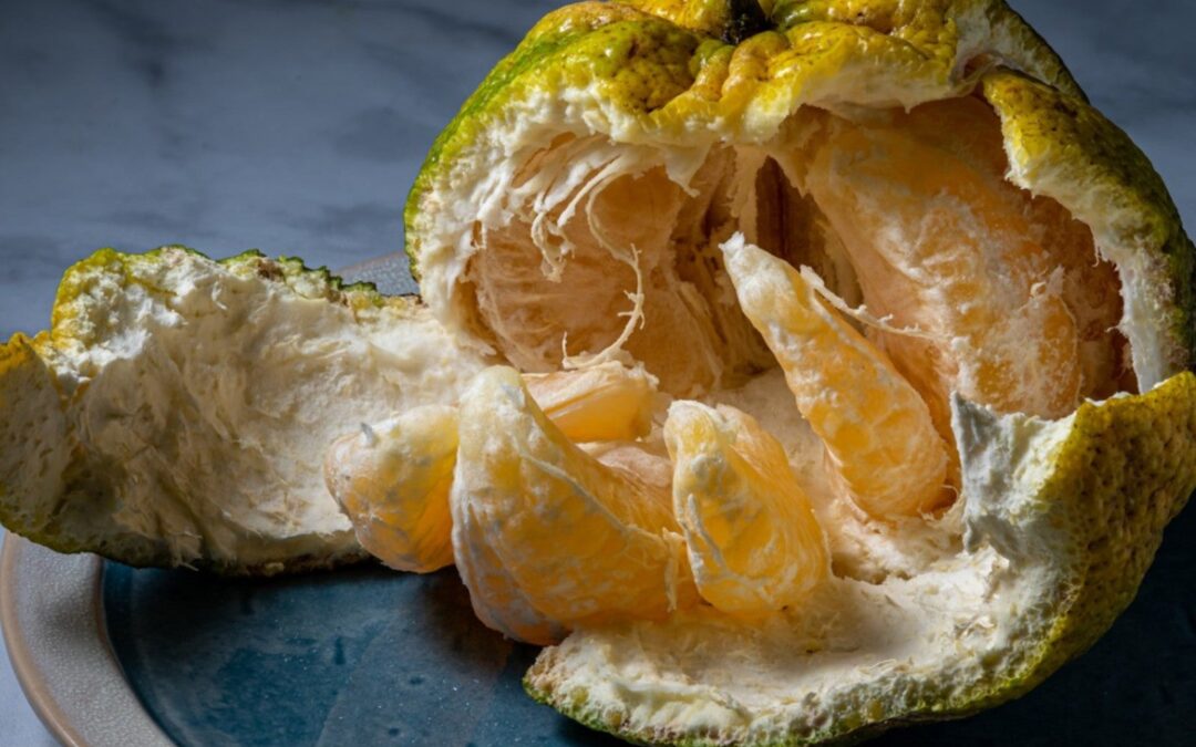Ugli Fruit nerede yetişir