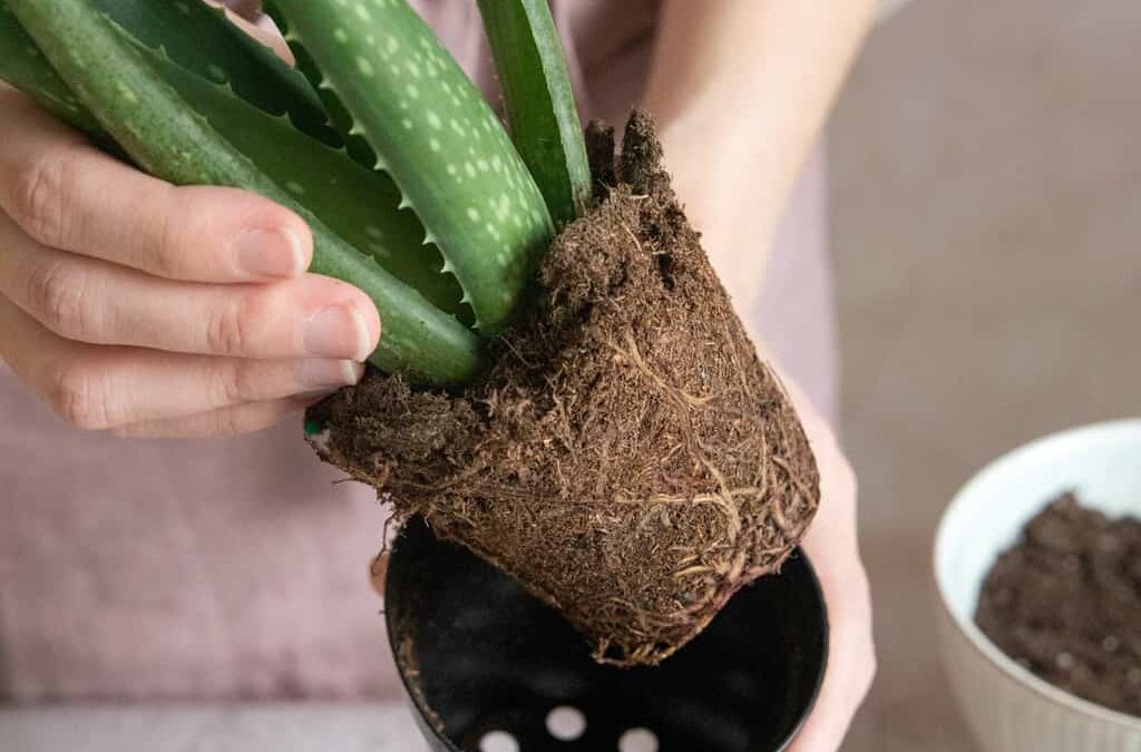Aloe Vera Türleri