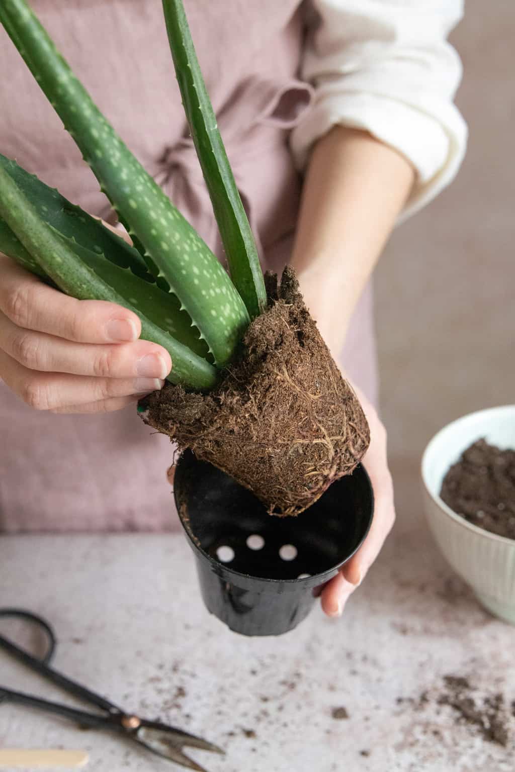 Aloe Vera Türleri