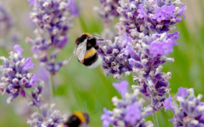Arı Otu Ne Zaman Ekilir? Faselya