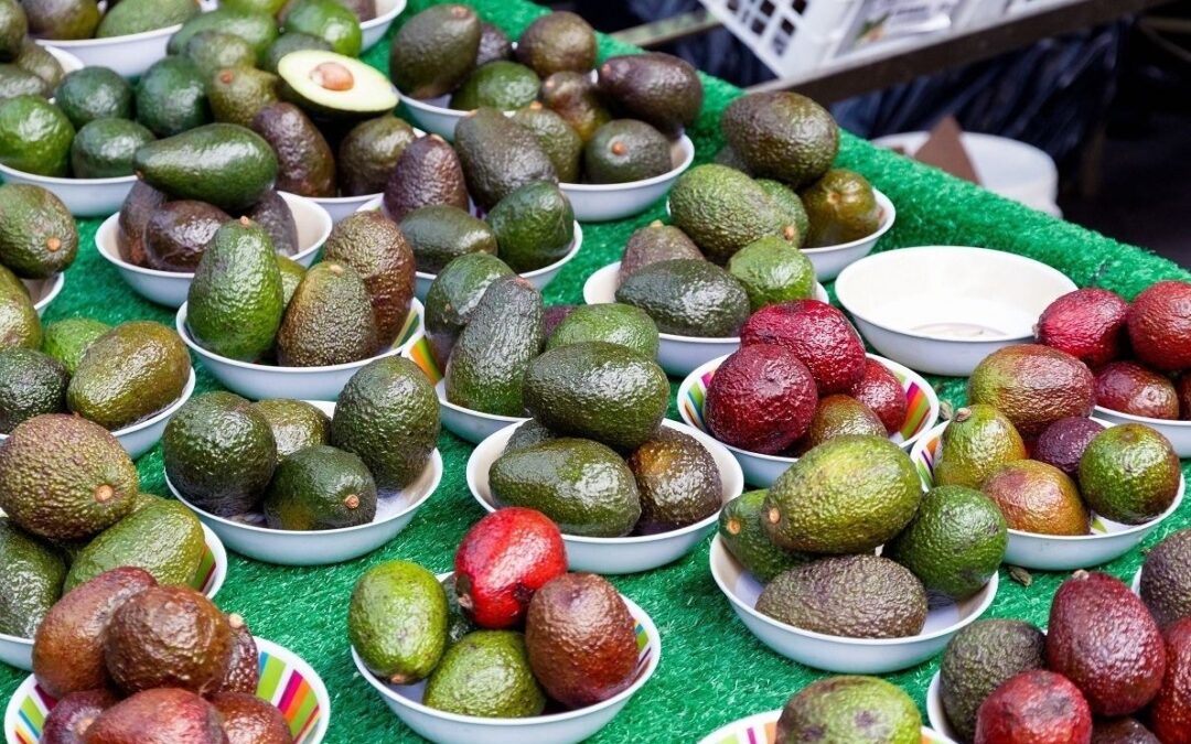 avokado türleri avokado çeşitleri