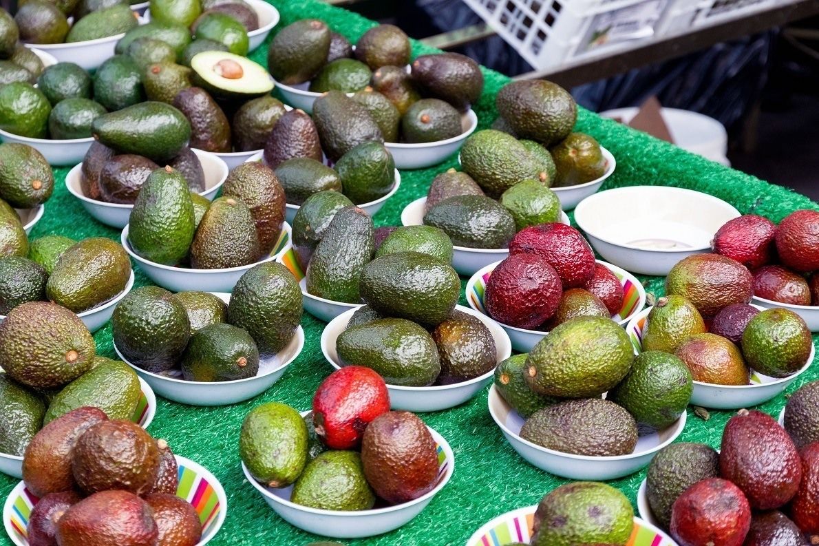 avokado türleri avokado çeşitleri