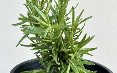 Biberiye Faydaları ve Zararları Neler? (Rosmarinus Officinalis)