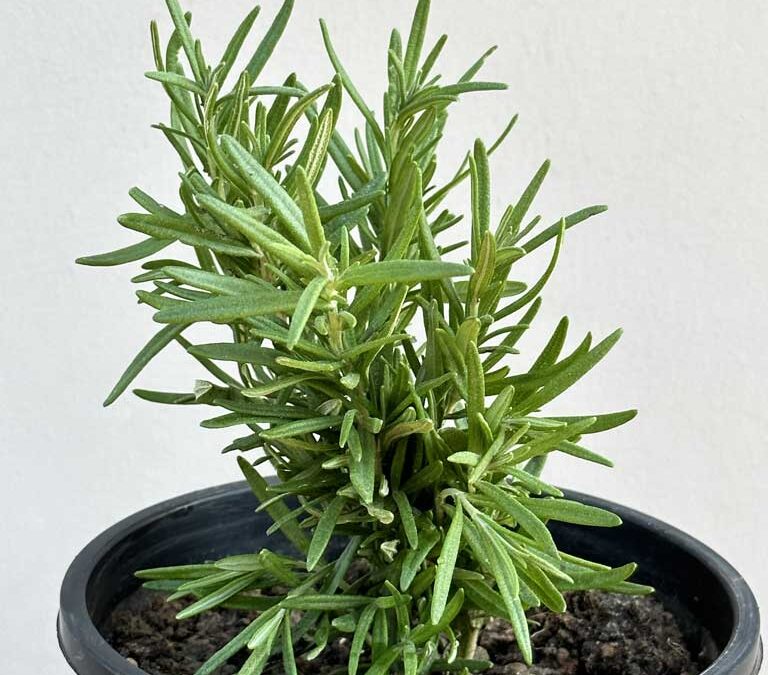 biberiye faydaları zararları