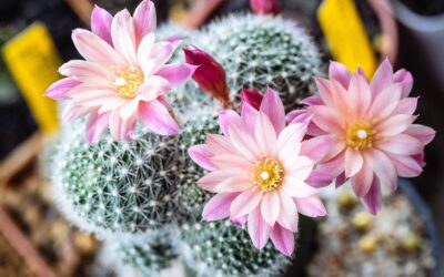 Çiçek Açan Kaktüs Türleri