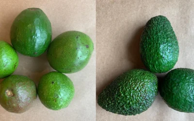 Hangi Avokado Cinsi Daha iyi?