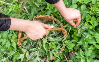 Isırgan Otu Faydaları Neler?