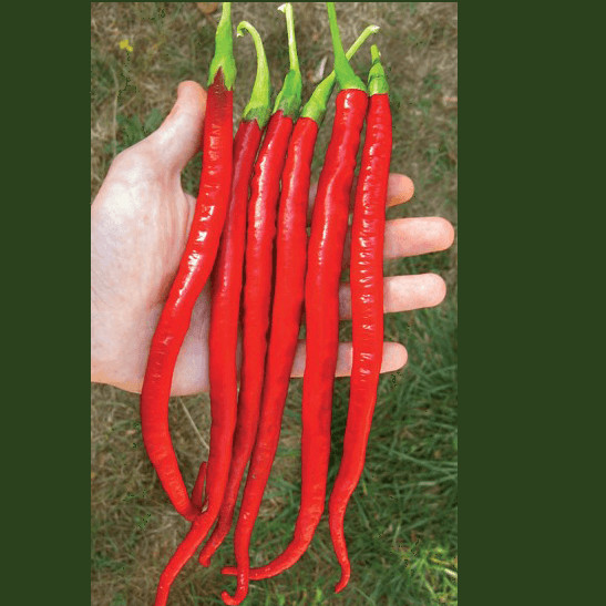 long cayenne biberi scoville değeri