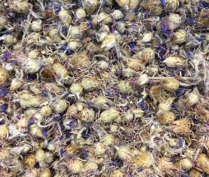 Mavi Kantaron Faydaları Neler?