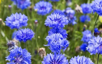 Mavi Kantaron Sarı Kantaron Farkı Nedir?