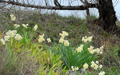 Nergis Mevsimi Ne Zaman?