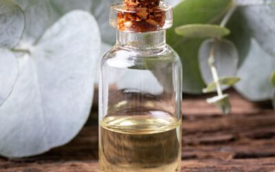 Okaliptüs Sirkesi Nasıl Yapılır? Faydaları