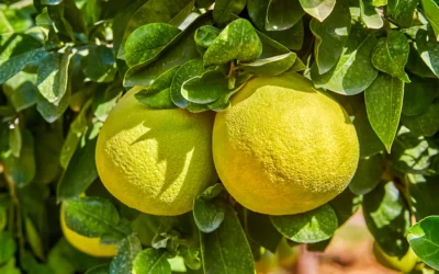 Oroblanco Nedir? Oroblanco Faydaları