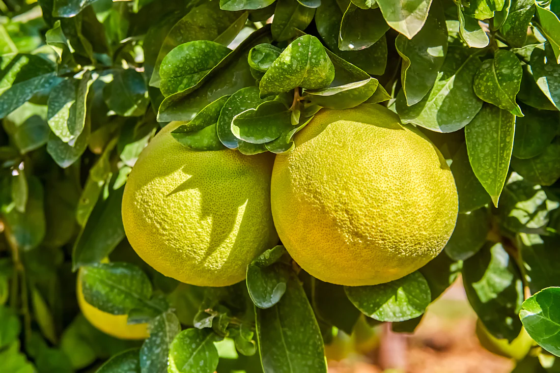 oroblanco faydaları