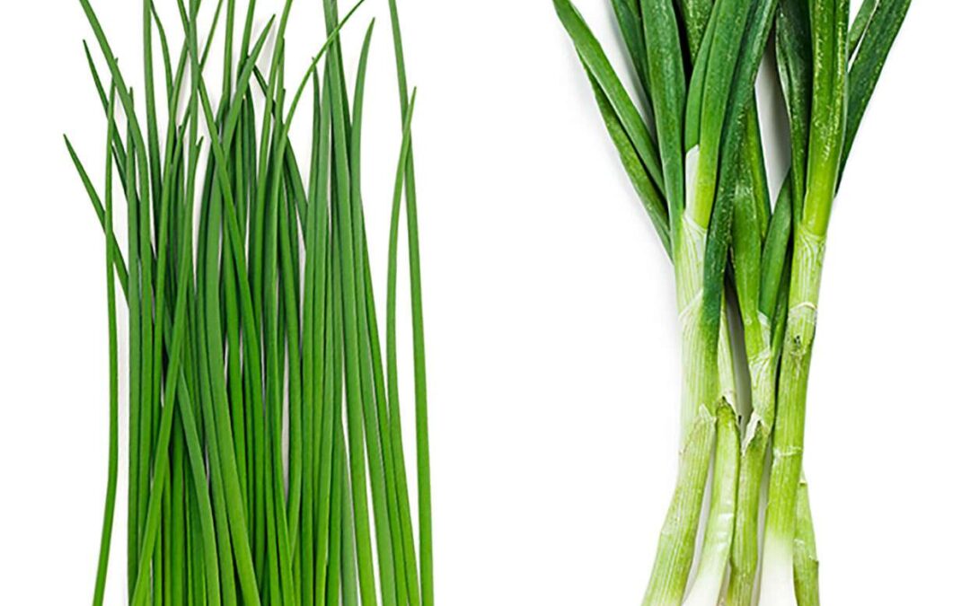 taze soğan ne zaman ekilir