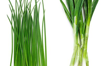 Taze Soğan Ne Zaman Ekilir?