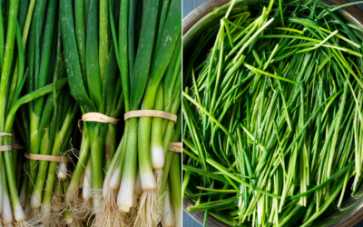 Taze Soğanın Faydaları Neler?