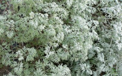 Tuyon Nedir? (Thojone)