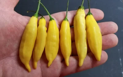 Aji Limon Biberi Özellikleri, Tohumu