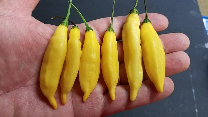 Aji Limon Biberi tohumu